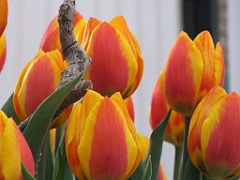 tulipsNL (66)